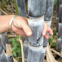 邓州黑皮甘蔗上市，需要的老板联系我