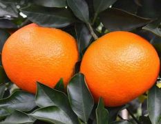 东坡爱媛38号果冻橙热售之中，老家是水果之乡