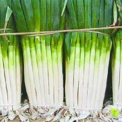 铁杆大葱，物美价廉