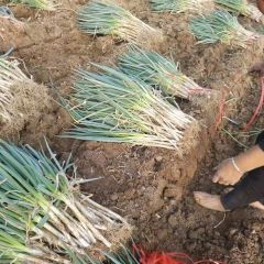 2022河南省流动代办崔杰供应大量铁杆大葱求合作