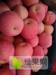 秦岭北塬，咸阳市武功县苏坊镇红富士