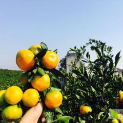 公安卷桥蜜橘，出口品质，个头均匀