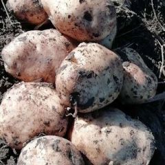 黑龙江双城本人有200万斤 早土豆晚土豆都有