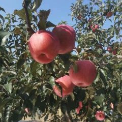 辽宁台安上万亩寒富苹果大量上市，质量好