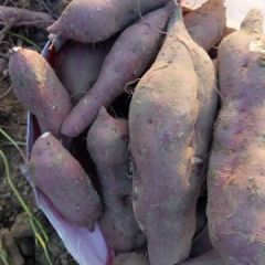 我们的红薯皮色红好看，好吃味甜面。