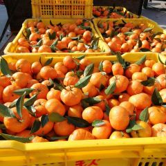 广西桂林兴安县南丰蜜桔0.4-0.6元/斤