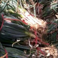 精品铁杆大葱，毛葱！！价格低，欢迎四海宾朋