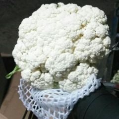 白面青梗松花菜