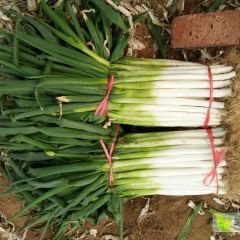 辽宁省长白大葱大量上市