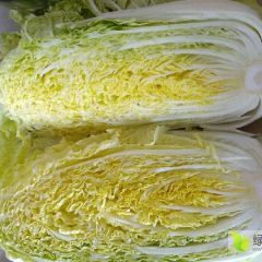 湖北钟祥优质旺旺甘蓝，黄心大白菜
