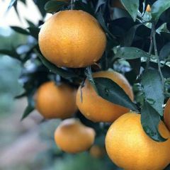 蒲江县爱媛38,火热上市中