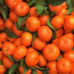 桂林灵川优质量大产区：南丰蜜桔，东方红