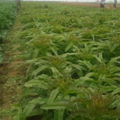 临沂市兰陵县大量尖叶莴苣 圆叶莴苣大量上市