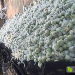 寿光自家果园销售大量印度青苹果