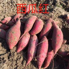 2018陆丰红薯俏销大江南北