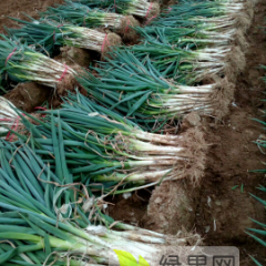 滕州铁杆大葱，小叶，细长白，上货量大稳定