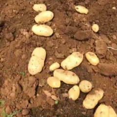 秋土豆，鲜土豆，新土豆大量上市中，货源充足