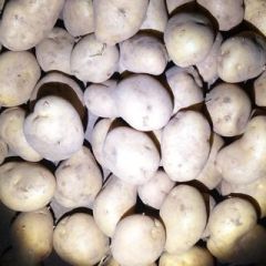 诚信武川，四子王旗土豆购销经纪人