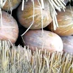 南瓜板栗南瓜，密本南瓜，QQ南瓜，黄金二号南瓜，