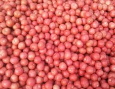 泰山红西红柿蔬菜批发市场