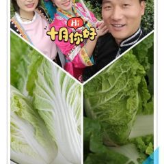 扶沟娃娃菜名镇豫东，栾坡娃娃菜，尚村岗娃娃菜