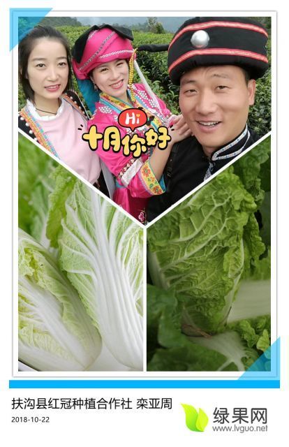 2018年河南扶沟娃娃菜价格