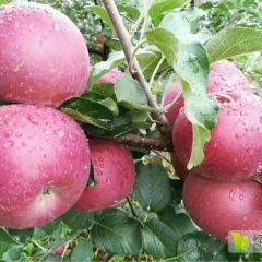 盐源冰糖心红富士丑苹果