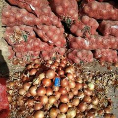 优质甘肃洋葱大量出货质优价廉有需要联系