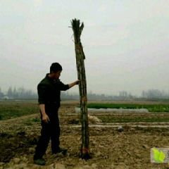 青皮甘蔗15-30元每捆，看货面谈！