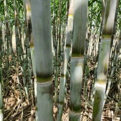 步步高，节节升，青皮白玉甘蔗~