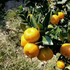 大山里的绿色食品新鲜 现摘现卖可零售