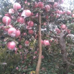 海鲜苹果放心苹果大量吃有益健康