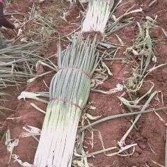 河北省邢台市隆尧县长白大葱，品质好，口感香甜