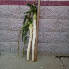 昌邑市大章蔬菜批发市场长白大葱主产区