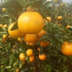 湖南石门蜜橘