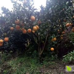 “橙”邀天下客，共享好“味”来