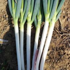 新野大葱欢迎你来新野