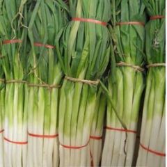 章丘宁家埠万亩章丘大葱新上市