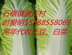 山东肥城北京新三号白菜名优产品