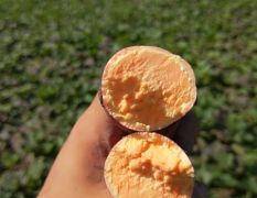 大量供应西瓜红红薯沙土种植