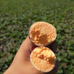 大量供应西瓜红红薯沙土种植