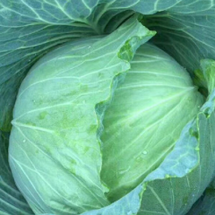 湖北嘉鱼包菜白菜甘蓝