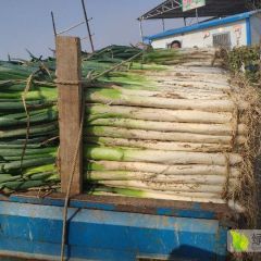 长白大葱大量上市价位低