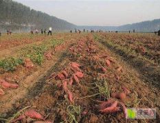 河北安次红薯种植基地