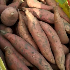 滦南红薯薯形纺锤形，淡红皮桔红肉