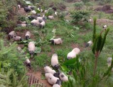 高山放养纯生态巴马香猪