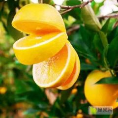 湖南麻阳冰糖橙，甜如初恋