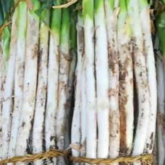 山东潍坊昌邑万亩长白大葱，白高60-90！