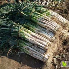 昌邑长白大葱(章丘大葱）