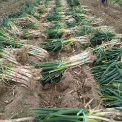 大降价山东聊城万亩大葱成熟上市